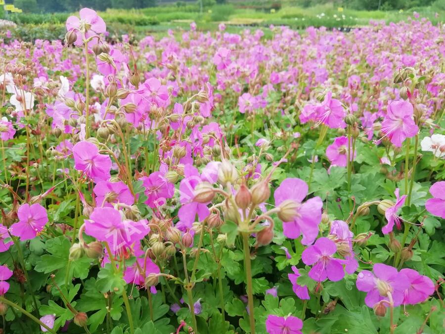 Kakost 'Berggarten' - Geranium x cantabrigiense 'Berggarten'