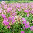 Kakost 'Berggarten' - Geranium x cantabrigiense 'Berggarten'