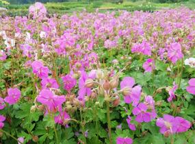 Kakost 'Berggarten' - Geranium x cantabrigiense 'Berggarten'