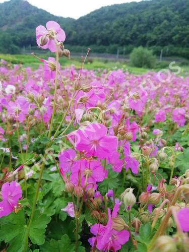 Kakost 'Berggarten' - Geranium x cantabrigiense 'Berggarten'