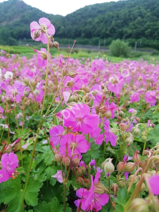 Kakost 'Berggarten' - Geranium x cantabrigiense 'Berggarten'