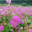 Kakost 'Berggarten' - Geranium x cantabrigiense 'Berggarten'