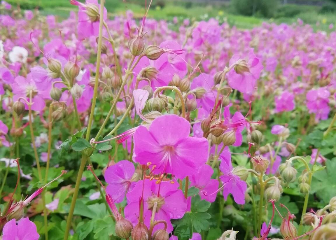 Kakost 'Berggarten' - Geranium x cantabrigiense 'Berggarten'