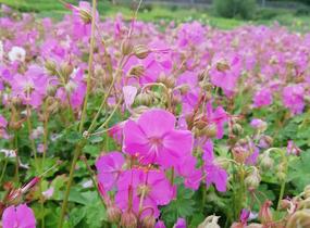 Kakost 'Berggarten' - Geranium x cantabrigiense 'Berggarten'