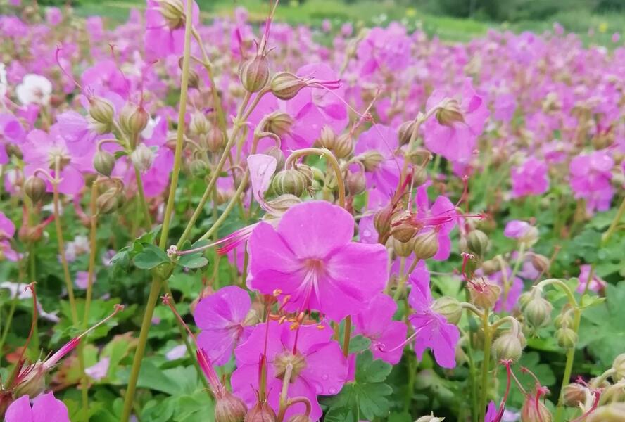 Kakost 'Berggarten' - Geranium x cantabrigiense 'Berggarten'