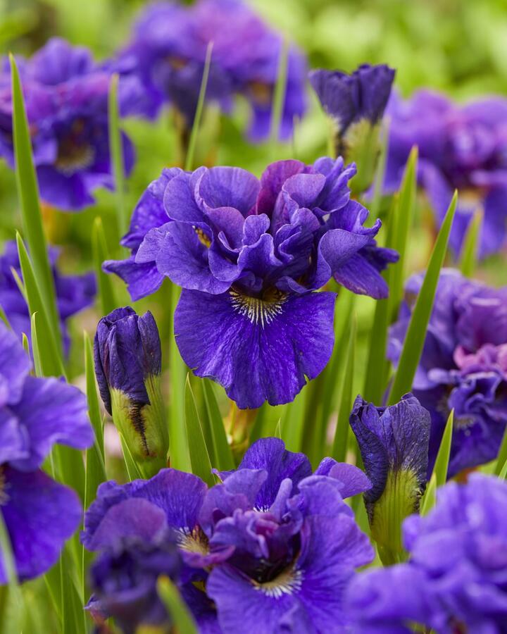 Kosatec sibiřský 'Concord Crush' - Iris sibirica 'Concord Crush'