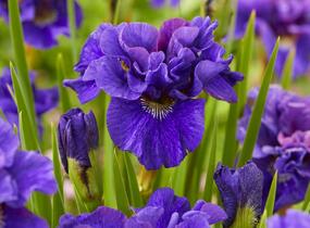Kosatec sibiřský 'Concord Crush' - Iris sibirica 'Concord Crush'