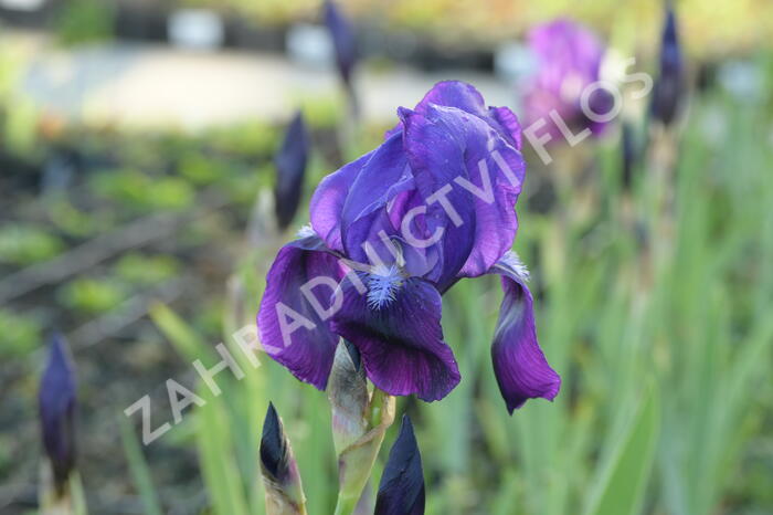 Kosatec německý 'Black Knight' - Iris barbata-elatior 'Black Knight'