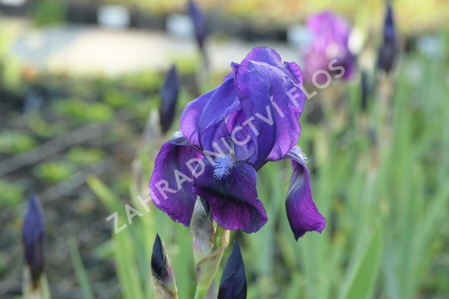 Kosatec německý 'Black Knight' - Iris barbata-elatior 'Black Knight'