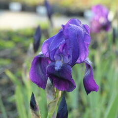 Kosatec německý 'Black Knight' - Iris barbata-elatior 'Black Knight'
