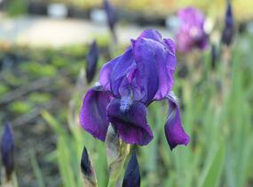 Kosatec německý 'Black Knight' - Iris barbata-elatior 'Black Knight'