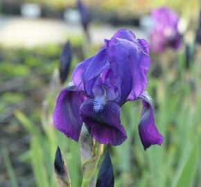 Kosatec německý 'Black Knight' - Iris barbata-elatior 'Black Knight'