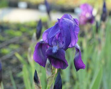 Kosatec německý 'Black Knight'