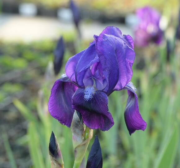 Kosatec Rosa Sazenice kosatce - iris | Zahradnictví FLOS