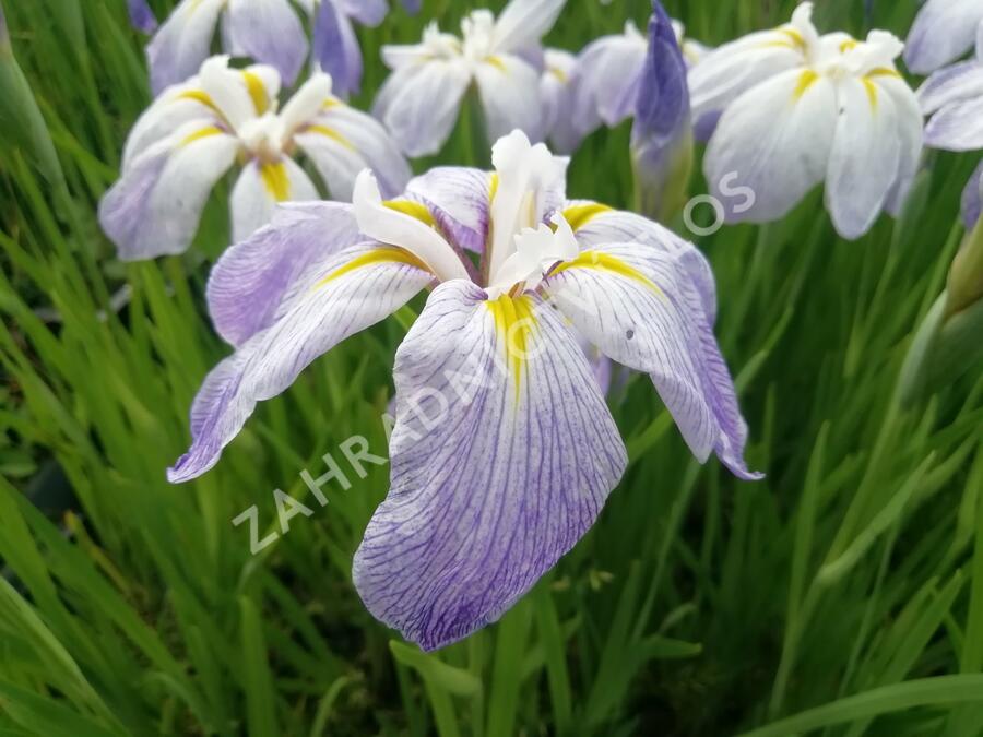 Kosatec mečovitý 'Aquamarin' - Iris ensata 'Aquamarin'