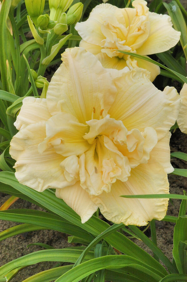 Denivka 'Schnickel Fritz' - Hemerocallis 'Schnickel Fritz'