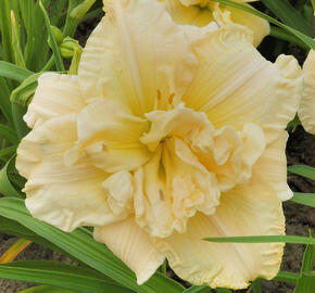 Denivka 'Schnickel Fritz' - Hemerocallis 'Schnickel Fritz'