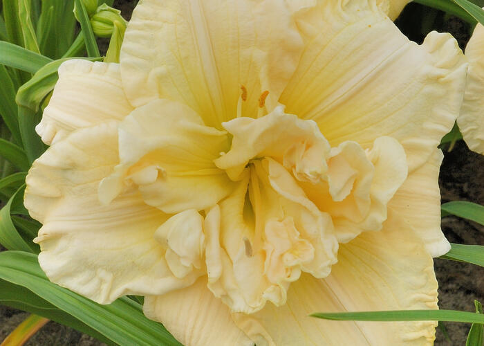 Denivka 'Schnickel Fritz' - Hemerocallis 'Schnickel Fritz'
