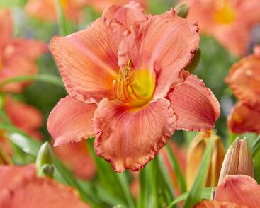 Denivka 'South Seas'