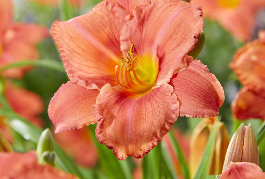 Denivka 'South Seas' - Hemerocallis 'South Seas'
