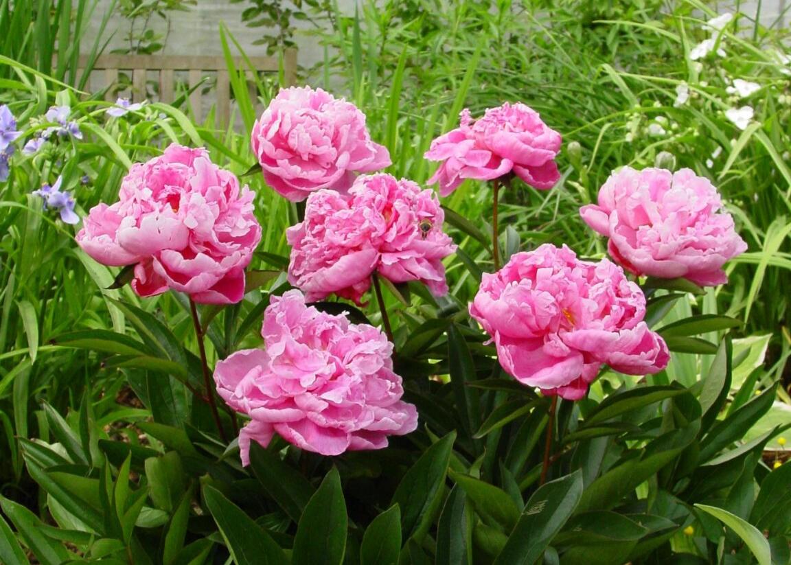 Pivoňka bělokvětá 'Dr. Alexander Fleming' - Paeonia lactiflora 'Dr. Alexander Fleming'