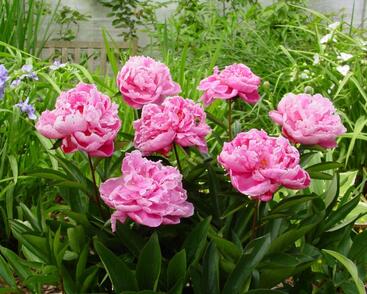 Pivoňka bělokvětá 'Dr. Alexander Fleming'