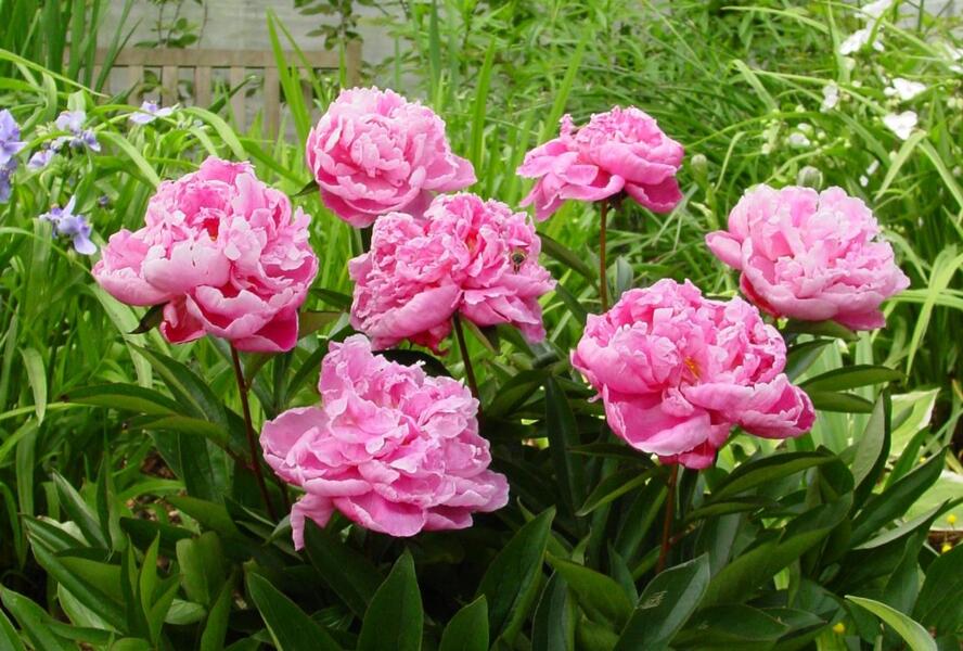 Pivoňka bělokvětá 'Dr. Alexander Fleming' - Paeonia lactiflora 'Dr. Alexander Fleming'