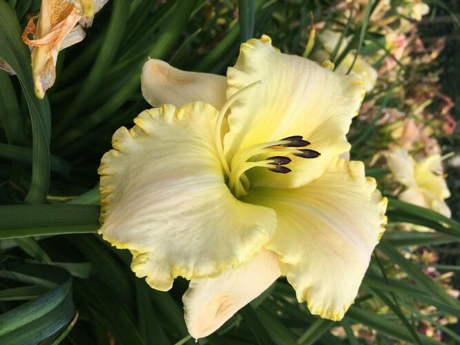 Denivka 'Spacecoast White Out' - Hemerocallis 'Spacecoast White Out'