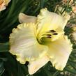 Denivka 'Spacecoast White Out' - Hemerocallis 'Spacecoast White Out'
