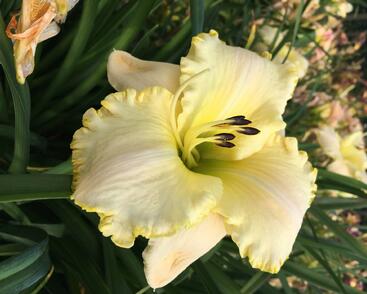 Denivka 'Spacecoast White Out'