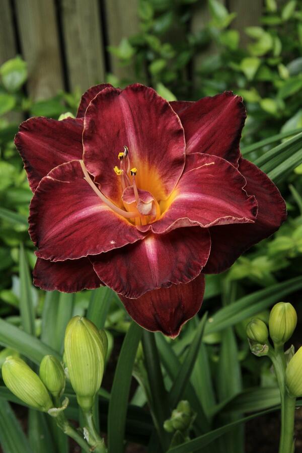 Denivka 'Burgundy Love' - Hemerocallis 'Burgundy Love'