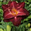 Denivka 'Burgundy Love' - Hemerocallis 'Burgundy Love'