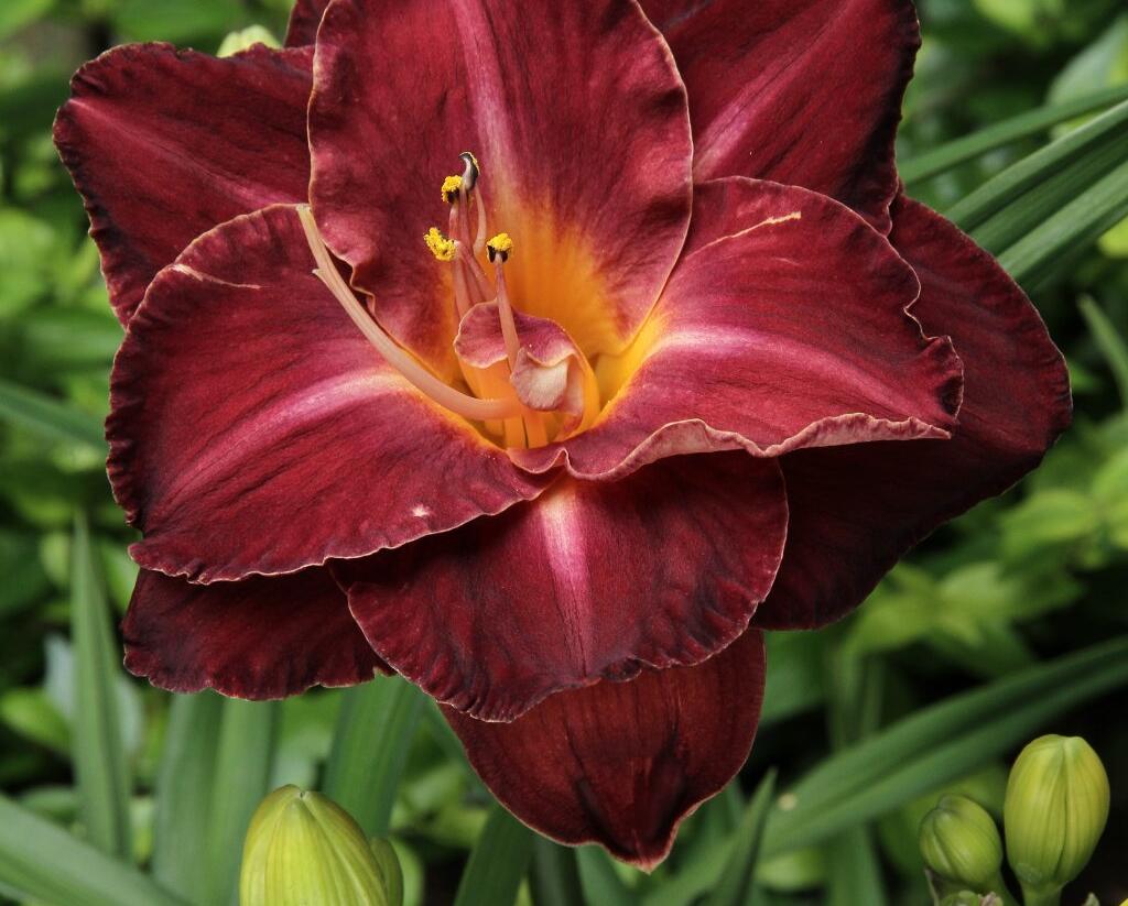 Denivka 'Burgundy Love' - Hemerocallis 'Burgundy Love'