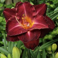 Denivka 'Burgundy Love' - Hemerocallis 'Burgundy Love'