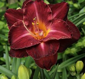 Denivka 'Burgundy Love' - Hemerocallis 'Burgundy Love'