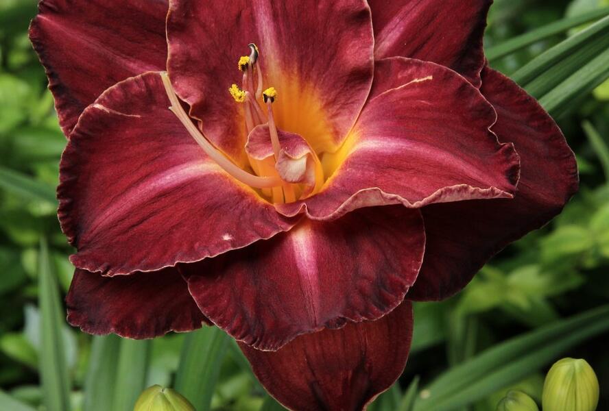 Denivka 'Burgundy Love' - Hemerocallis 'Burgundy Love'