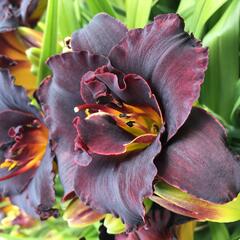 Denivka 'Voodoo Dancer' - Hemerocallis 'Voodoo Dancer'