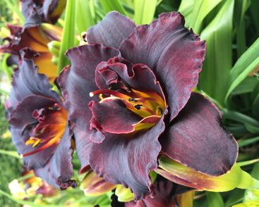 Denivka 'Voodoo Dancer'