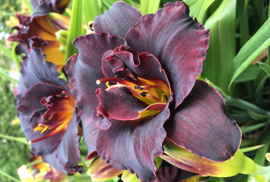 Denivka 'Voodoo Dancer' - Hemerocallis 'Voodoo Dancer'