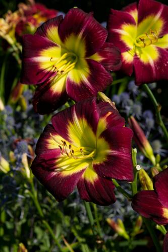 Denivka 'Night Beacon' - Hemerocallis 'Night Beacon'