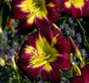 Denivka 'Night Beacon' - Hemerocallis 'Night Beacon'