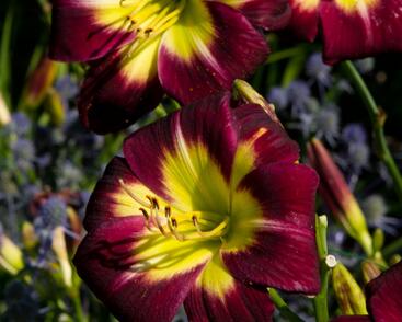 Denivka 'Night Beacon'