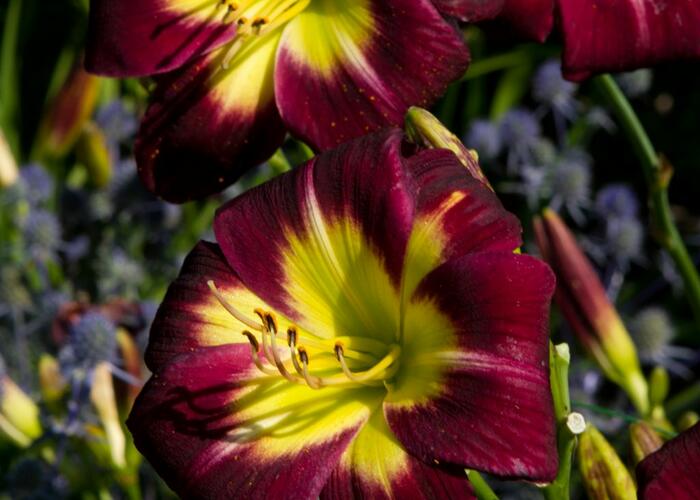 Denivka 'Night Beacon' - Hemerocallis 'Night Beacon'