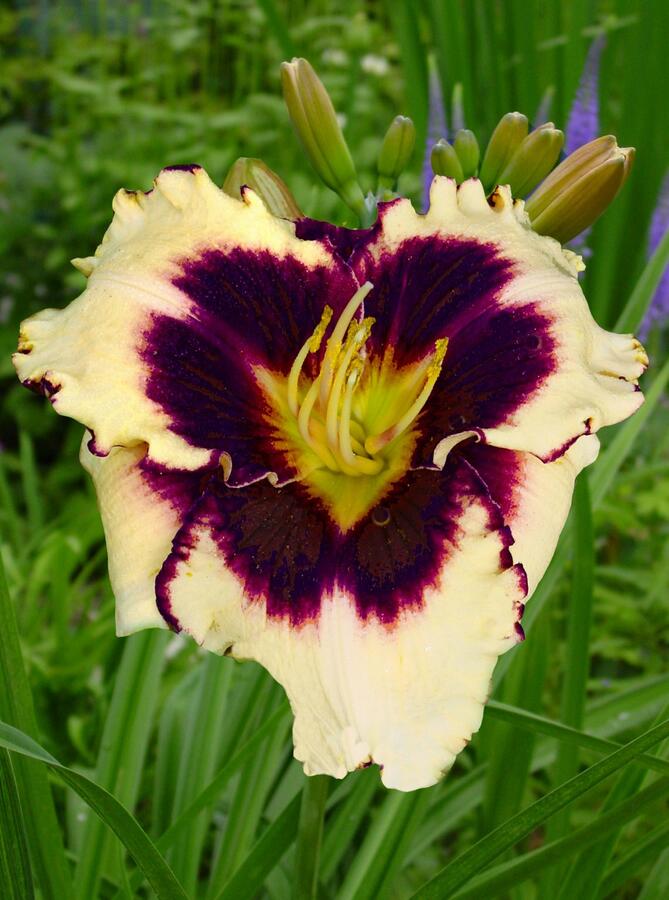 Denivka 'Sabine Baur' - Hemerocallis 'Sabine Baur'