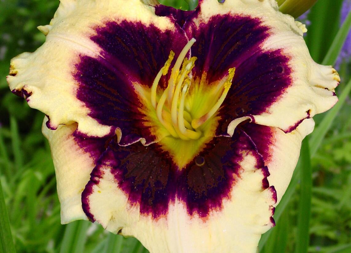 Denivka 'Sabine Baur' - Hemerocallis 'Sabine Baur'