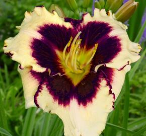 Denivka 'Sabine Baur' - Hemerocallis 'Sabine Baur'