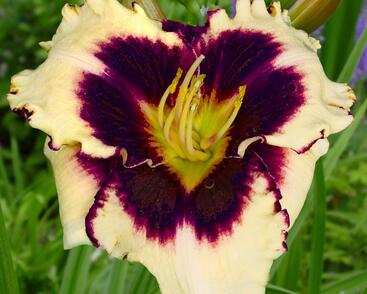 Denivka 'Sabine Baur'