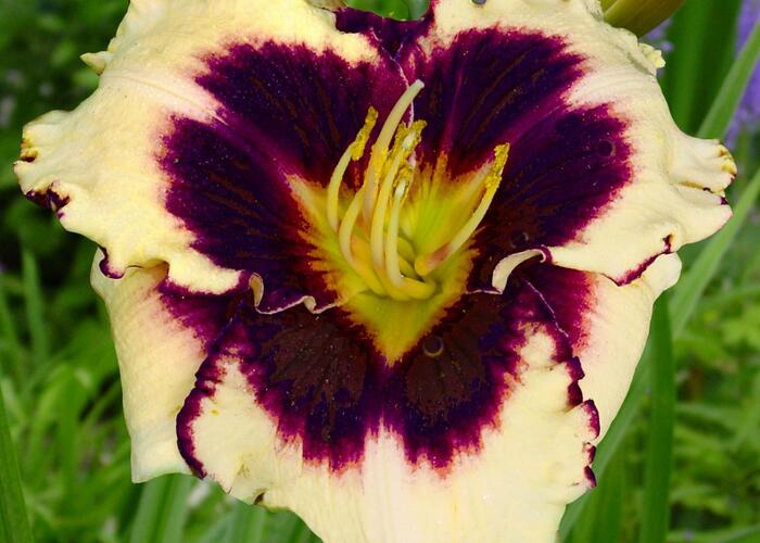 Denivka 'Sabine Baur' - Hemerocallis 'Sabine Baur'