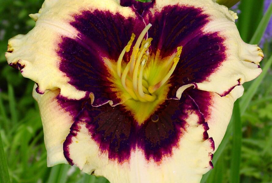 Denivka 'Sabine Baur' - Hemerocallis 'Sabine Baur'