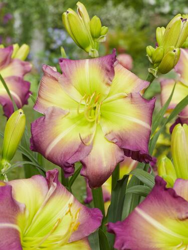 Denivka 'Regency Heights' - Hemerocallis 'Regency Heights'